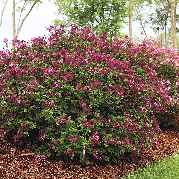 Сирень Блумеранг 'Пинк Парфюм' (розовая)